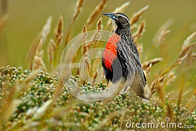 Long-tailed Meadowlark, Sturnella loyca falklandica, Saunders Island, Falkland Islands. Wildlife scene from nature. Red bird in t Stock Photo