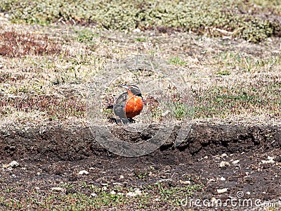 Long-tailed Meadowlark, Sturnella loyca falklandica, Sounders Island, Falkland Islands-Malvinas Stock Photo