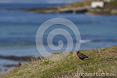 Long-tailed Meadowlark (Sturnella loyca falklandica) Stock Photo