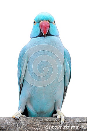 Long-tailed parakeet bird Stock Photo
