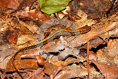 Long-tailed Salamander (Eurycea longicauda) Stock Photo
