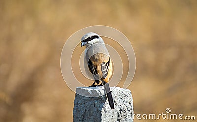 Long-tailed shrike bird, sitting on fencing pole Stock Photo