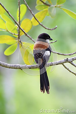 Long-tailed shrike on branch Stock Photo