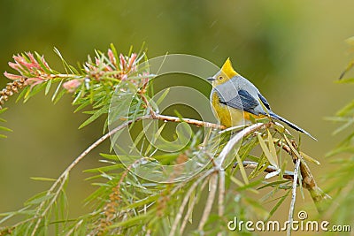 Long-tailed Silky-flycatcher, Ptiliogonys caudatus, Bird from Costa Rica. Tanager in the nature habitat. Wildlife scene from trop Stock Photo