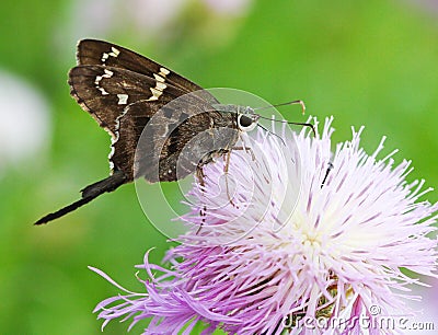 Long Tailed Skipper Stock Photo