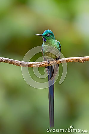 Long-tailed Sylph - Aglaiocercus kingi Stock Photo