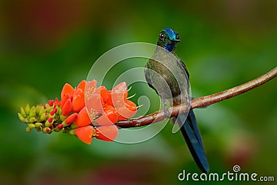 Long-tailed Sylph, Aglaiocercus kingi, rare hummingbird from Colombia, gree-blue bird sitting on a beautiful orange flower, action Stock Photo