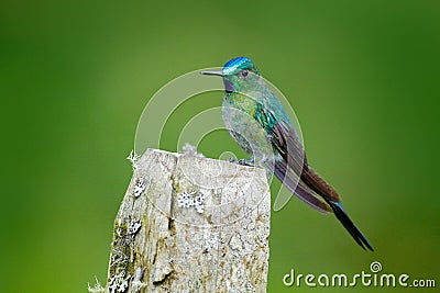 Long-tailed Sylph, hummingbird with long blue tail in the nature habitat, Colombia. Wildlife scene from tropic nature. Green bird Stock Photo