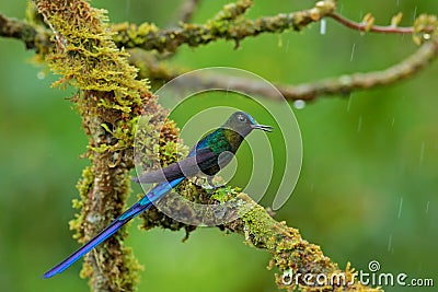 Long-tailed Sylph, hummingbird with long blue tail in the nature habitat, Peru Stock Photo