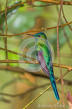 Long Tailed Sylph Stock Photo