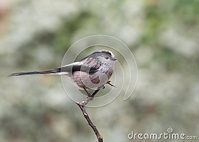 Long-tailed Tit Stock Photo