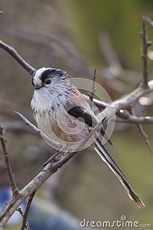 Long-tailed Tit (Aegithalos caudatus) Stock Photo