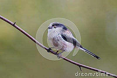 Long Tailed Tit (Aegithalos caudatus) Stock Photo