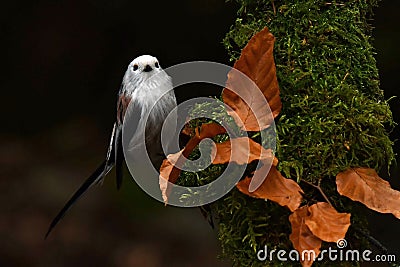 Long Tailed Tit, Aegithalos caudatus in Sweden Stock Photo