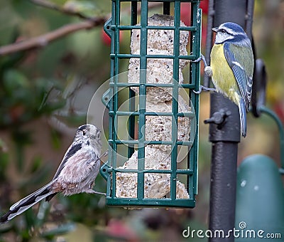 Long-tailed tit and a Eurasian blue tit eating from a manger Stock Photo