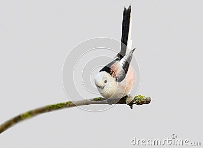 Long tailed tit with a joyfully uptight tail isolated on grey blurred background. Stock Photo