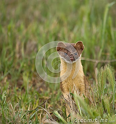 Long-tailed Weasel #1 Stock Photo