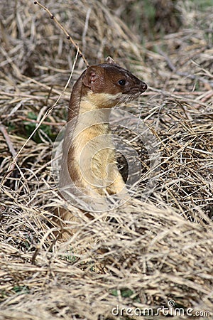 Long-tailed weasel Stock Photo