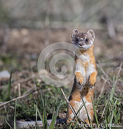 Long-tailed weasel on grass in early spring Stock Photo