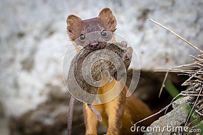 Long Tailed Weasel with Mouse Stock Photo