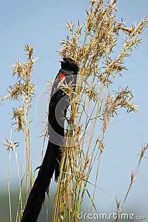 Long Tailed Widowbird Stock Photo