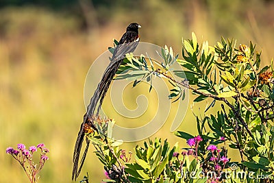 Long-tailed widowbird Euplectes Progne sitting on a branch, Welgevonden Game Reserve, South Africa. Stock Photo