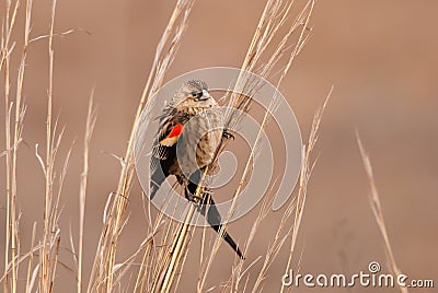 Long-tailed widowbird Stock Photo