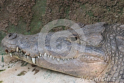 Closeup of a resting crocodile Stock Photo