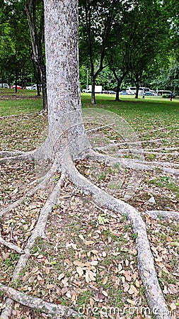 Long thick roots on ground, Singapore Stock Photo