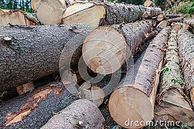 Long thick trunks pine many wood straight symmetrical construction eco building materials background design Stock Photo