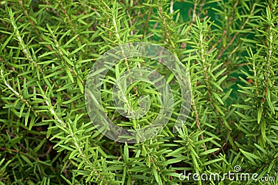 Long thin branches of rosemary plant Stock Photo