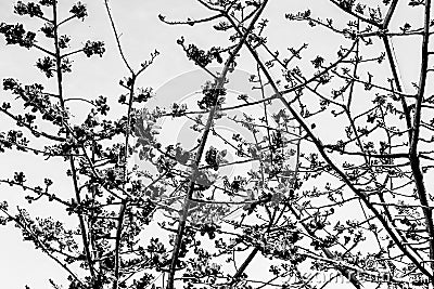 A monochrome floral background of the tree branches Stock Photo