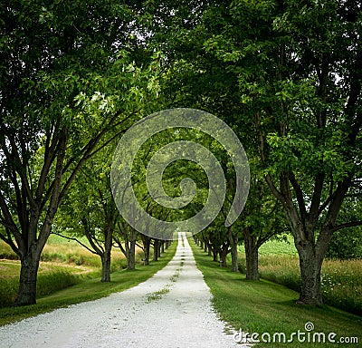 Long Tree Lined Driveway Stock Photo