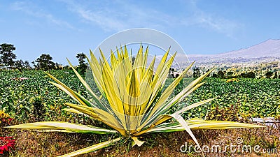 long and wide yellow flowers Stock Photo