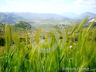 Long Wild Grass Stock Photo