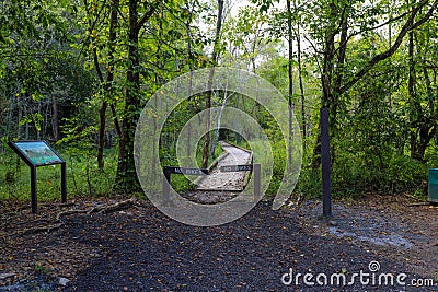 A long winding wooden footpath through the forest with no bikes signs surrounded by lush green and autumn colored trees Editorial Stock Photo