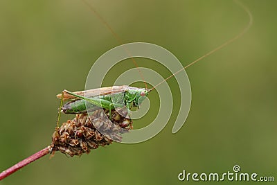 A Long Winged Cone-head Cricket, Conocephalus fuscus, resting on a top of plant seed in a meadow. Stock Photo