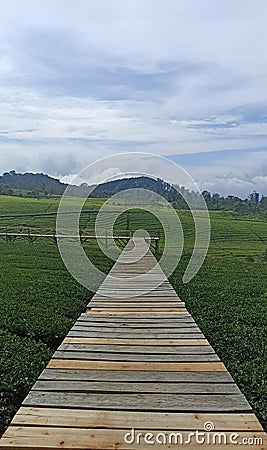 A long wooden platform bridge over a vast tea garden with a beautiful view Stock Photo