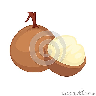 Longan exotic tropical fruit flat isolated vector icon Vector Illustration