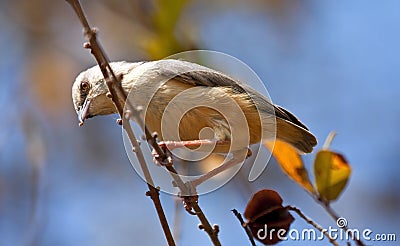 Longbilled crombec in a tree Stock Photo