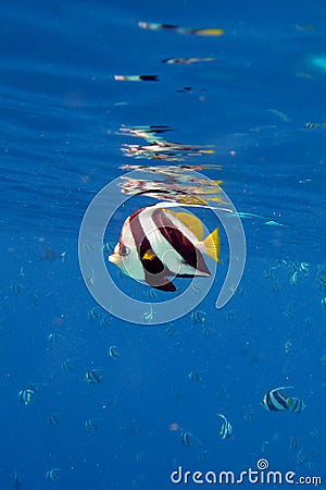 Longfin Bannerfish Stock Photo