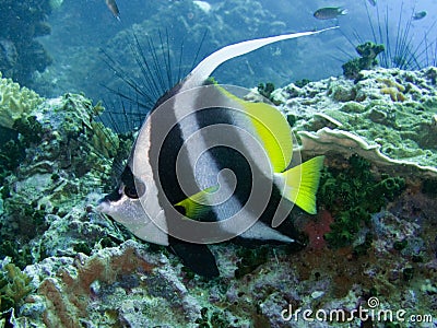 Longfin Bannerfish - Heniouchus acu Stock Photo