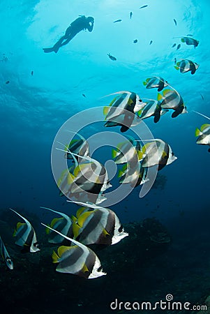 Longfin Bannerfish swimming by with a diver overhead, Sodwana Bay Stock Photo