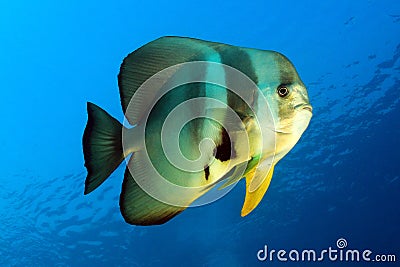 Longfin Batfish Stock Photo