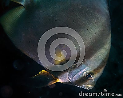 A Longfin Batfish Platax Teira Stock Photo