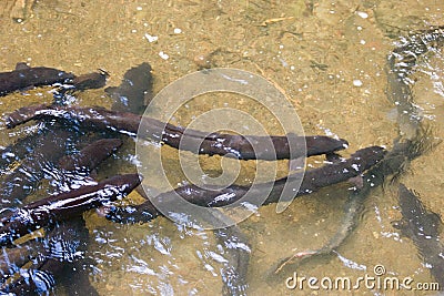 Longfin Eels Stock Photo