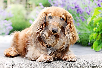 Longhair dachshund dog outside in summer. Stock Photo