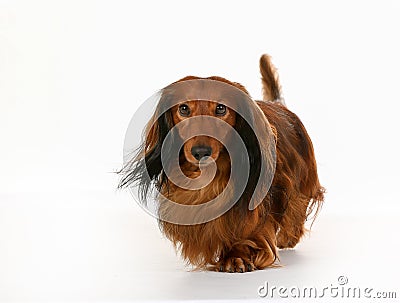 Longhaired dachshund dog Stock Photo
