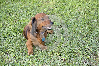 Longhaired dachshund on grass Stock Photo