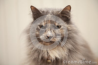 Longhaired Grey Cat Stock Photo